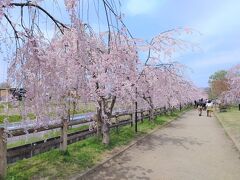 3・4分歩くと、日中線しだれ桜並木に到着
3㎞往復するのはしんどいので、まずは北に向かって歩いてみます