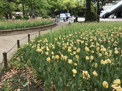 横浜公園のチューリップは