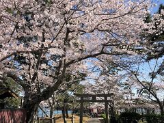 いまいち調子が悪いレンタカーの日産マーチをなだめながら空港から車で15分ほどで会場であるときわミュージアムがあるときわ公園に到着。
ちょうど桜も満開でとても綺麗な公園です。