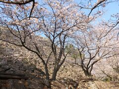 到着したのは、日出城跡の桜。