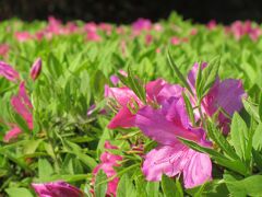 県民健康福祉村

桜の花は終って、ツツジや花水木の花も咲き始めました。

アザレア　別名：アゼリア、西洋ツツジ、オランダツツジ
ツツジ科ツツジ属　