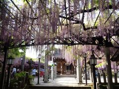 黒木の大藤は、素戔嗚神社の境内にあります。