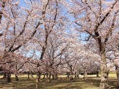 最初に訪問したのは後楽園。
桜林がありました。
