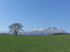 小岩井農場の一本桜