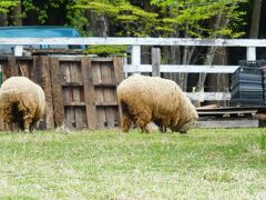芝桜の丘は羊山公園の中にあります。
その名の通り、羊がいます。
ムチムチのおしりがかわいい。

