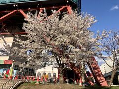 4.25
仕事を少し早く終え、大通公園と、中島公園まで桜さがしのさんぽにでかけました。
札幌タワー