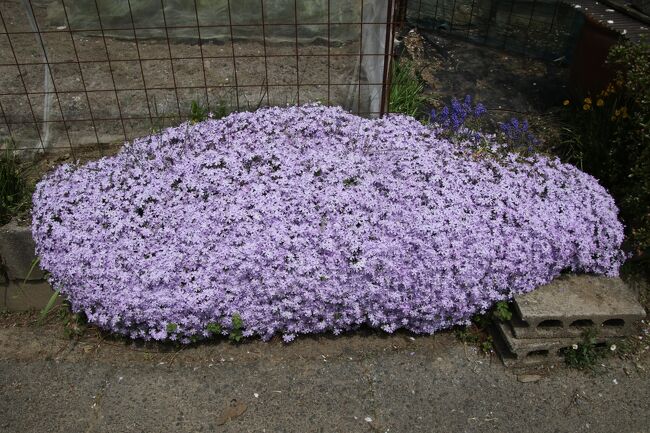 神社近くの芝桜