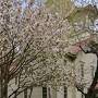 春旅　札幌も桜が咲きました！2022.4.23
