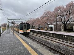 吉田駅から1時間に1本ほどしかない越後線に乗り分水駅で降ります。ここがマラソン会場の最寄駅なのですが、降りた人は10人程度でした。

ホームには見頃を過ぎた桜の木が並んでいます。満開であれば綺麗なんでしょうね。