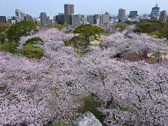 そして城跡で１番高いところにある「天守台」へ来てみると、「本丸跡」の桜園を上から眺めることができ、薄紅色の桜が一面に広がってます♪