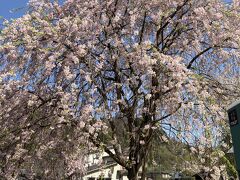駐車場にある枝垂れ桜。
皆さん名残惜しむかのように写真を撮っていました。