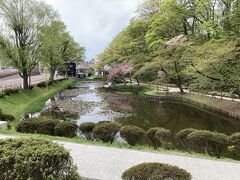 さて、本日の観光は千秋公園からです。ここは内堀で、左側に佐竹小径もあります。