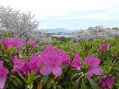 雲仙普賢岳と桜とつつじ