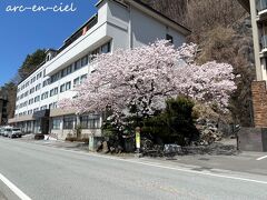 KUKUNAと、お隣のお宿の間に、大きな満開の桜！
今朝ここで撮影していたのに、まったく気づきませんでした（^^;）。