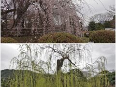 裏手にある円山公園。
枝垂れ桜は咲いてますが、ソメイヨシノはまだ。。。
柳は新芽が出てきています。