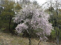大子町の桜は終わっていましたがフロントの方が沓掛峠なら残っているかもということでナビを頼りに山道に入りました。高見山南斜面に点在する山桜はやはり終盤でしたが何本かは楽しめました。