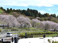 月待ちの滝の後で目標を八重桜と芝桜の観覧に変更しナビの案内で那珂市の静峰ふるさと公園に到着しました。この公園は八重桜が２０００本あり八重桜の名所のようです。１５日の日曜日にイベントが予定されているようでステージの準備中でした。