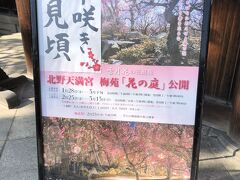 京都に2月に行った。梅と言えば北野天満宮か城南宮と言われています。
でも今回は早すぎたなあとあきらめていた。ところがタクシーの運転手さんに「北野天満宮は満開ですよ」と言われる。
満開と言う言葉に魅かれ、それではと行って見た。
確かに入り口には　早咲き見ごろ　とはなっているんだけど。。。

ちょうど土曜日だったので、それなりに人は来ていたし、天満宮の前はタクシーが人待ちをしていた。屋台も出ていて、期待感も膨らむ