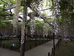 岡崎公園に入ると、まず藤棚がありました。