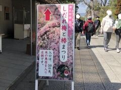 鳥居をくぐると　「しだれ梅と椿祭り」と看板が出ています