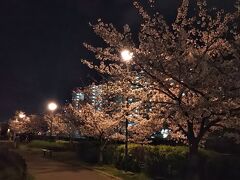 この日はちょうど関西桜の良い時期だったので、散歩がてら生田川沿いへ夜桜を見に行きました。
生田川沿いは昔はもっと息を呑むような桜並木だったような記憶があるんだけど･･･。