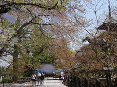 八坂神社から最勝院への参道も見事な桜吹雪でした。
観光客の人も歓声を上げていました。

最勝院は普段は境内自由ですが、この時期は５００円の「寄付金」がかかります。
ちょっとちゃっかり。