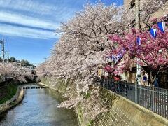 【ソメイヨシノ】

そこの（大岡川沿い）桜が、そら奇麗なこと、美しいこと...

※3月現在の話...ちょいと前の事です...