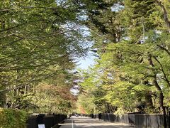 武家屋敷通りに到着です。意外に道が広く、一区画が大きいと感じました。また、残念ながら桜は全く残っていません。