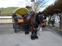 観光辻馬車を発見！
かわいいお馬さん。