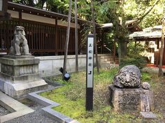 乃木神社 さざれ石