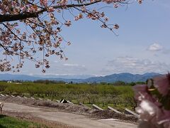 千曲川にはリンゴ畑。
リンゴの花はこの辺はほぼ終盤。