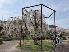 さくら祭りは開催中止となっていますが、桜は満開です。