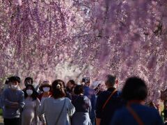 蔵のまち喜多方桜ウォーク