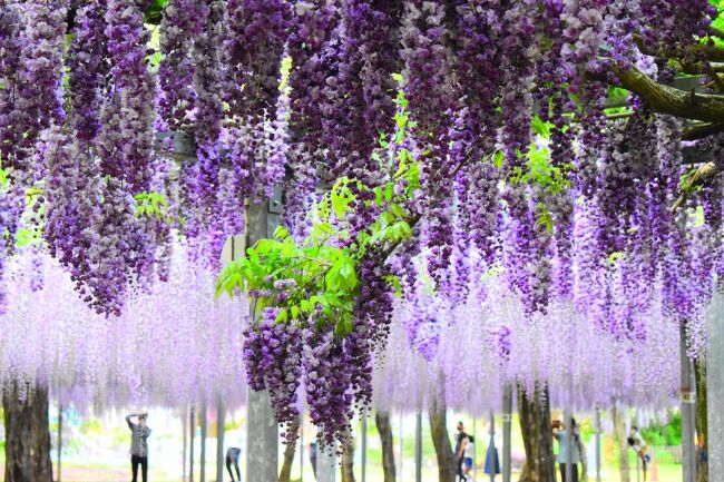 艶 あで やかに咲き誇る藤の花 新川渓谷温泉郷 鹿児島県 の旅行記 ブログ By さつまおごじょさん フォートラベル