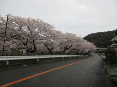 左手に、阪和線の線路沿いに植えられた桜並木を見ながら大阪方面（北）に歩きます。
