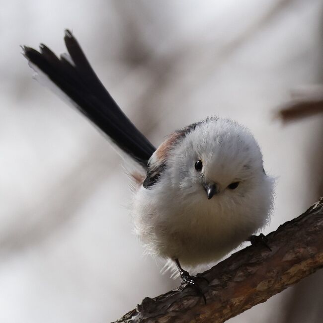 22年4月 野鳥撮影の道央旅 白老で湯治して札幌から再始動 札幌 北海道 の旅行記 ブログ By つよしさん フォートラベル