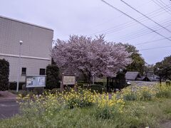小山市立博物館には
市の桜思川桜が満開でした。