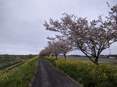 徒歩20分で思川にある桜堤に着きました。
雨なので人もいません。