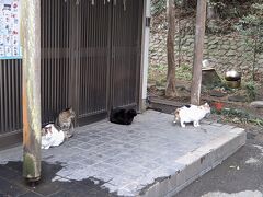 この境内一帯には猫が住み着いており
参拝者の癒やしになっています。