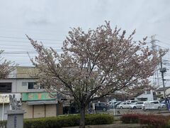 蕎麦屋さんに寄ったので帰りは行きと反対側の
間々田駅の東口に出ました。
思川桜が駅のロータリーに堂々と咲いています。

このまま上野東京ラインで帰宅します。
