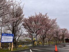新千歳空港→トヨタレンタカー　AM10時。
支笏湖温泉行く前に、空港近くのここへ寄りました。
【道の駅　サーモンパーク千歳】

5/1ですが桜がとても綺麗。