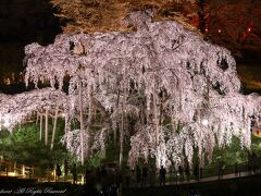 三春滝桜のライトアップ。
二年ぶりとなるライトアップ。
すごい人でした。