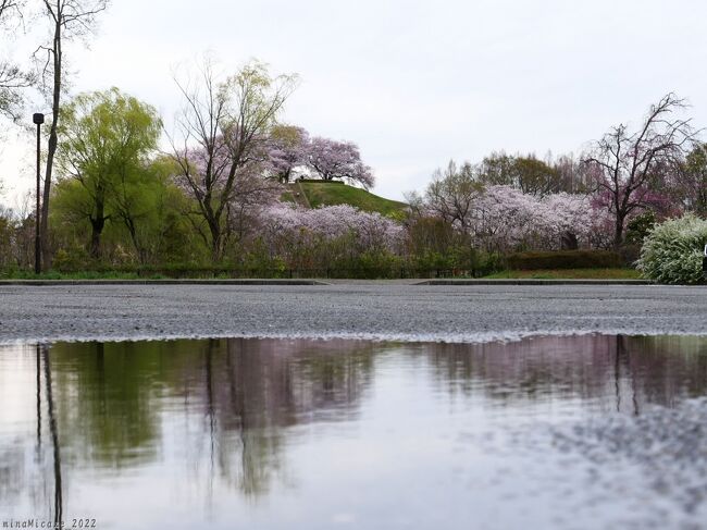 小丸山城址公園の桜（七尾市） - お花見2025 - ウォーカープラス