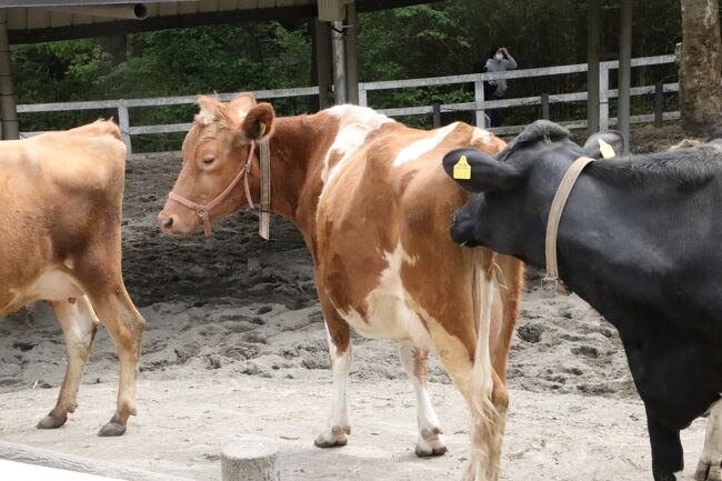 新緑と先月のリベンジの埼玉こども動物自然公園 北園 お外デビューの子牛ベルと子羊 さよならガンコちゃん タケノコに見向きしないレッサーパンダ 東松山 埼玉県 の旅行記 ブログ By まみさん フォートラベル