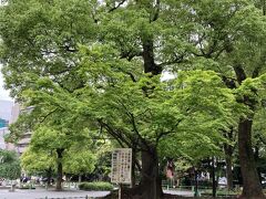 上野公園入り口のすっかり緑の葉になった桜。