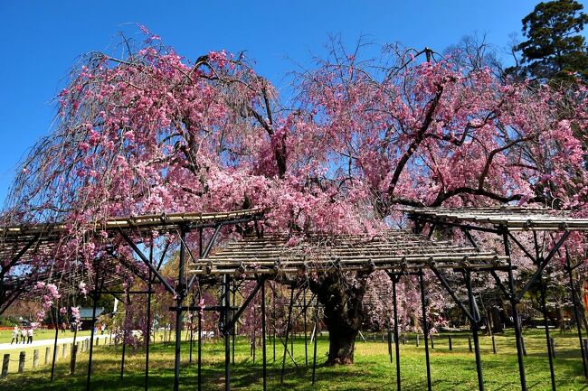 桜咲く京の春♪満開の斎王桜を雅に眺める、上賀茂神社にて。鶴屋