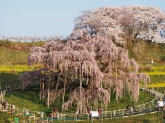 朝、満開の三春滝桜を見てきました