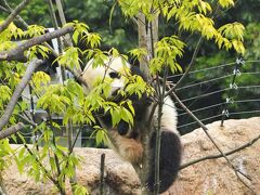 14時すぎに入園して、14時半位に受付。QRコードと身分確認証のチェックを終え、待機列へ進みます。

待機列から早速のシャオシャオ！
可愛い～♪寝てるのかな。