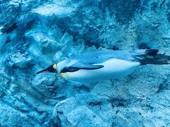 さあ、次の日は早起きして開園と同時に旭山動物園です！
ペンギン館！