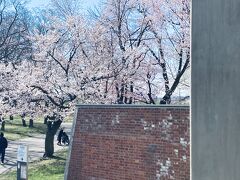 そして桜の咲く常盤公園にやってきました。